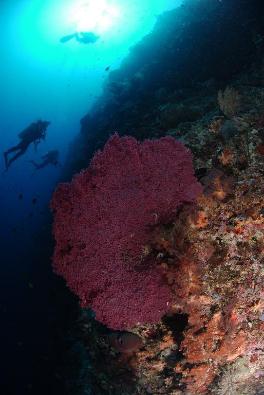 Bunaken Divers Sea Breeze Resort Exterior foto